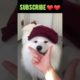 Aww cute puppies 🐩 Funny moments Cute Pomeranian | Cutest Puppy #shorts #viral #tiktok #trending