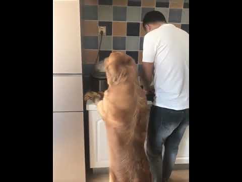 Funniest & Cutest Puppies - Funny Puppy Videos | Cute and Funny Dog Videos | Minutes of Funny Puppy