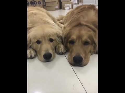 Funniest & Cutest Puppies - Funny Puppy Videos | Cute and Funny Dog Videos | Minutes of Funny Puppy