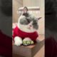 Funniest And Cutest Puppies Video 2022 | Unbelievable!!! Lovely Cat And Dog Videos EP49 #Shorts