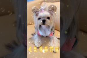 Extremely Funniest Maltese & Cutest Puppies Maltese  Funny Puppies Videos Compilation 88