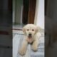 Funniest & Cutest  Puppies - #Funny #Puppy Videos 2022