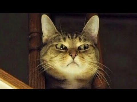 Funny animals - Funny cats / dogs - Funny animal videos 221