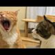 Funny animals - Funny cats / dogs - Funny animal videos 216