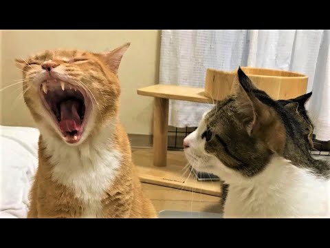 Funny animals - Funny cats / dogs - Funny animal videos 216