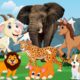 Cute moments of animals around us: horse, cow, cat, dog, elephant, chicken, deer, monkey, lion