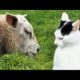 Funny animals - Funny cats / dogs - Funny animal videos 218