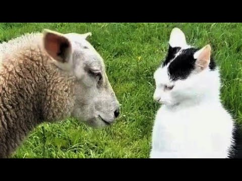 Funny animals - Funny cats / dogs - Funny animal videos 218