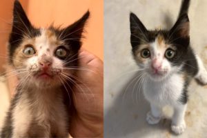 Street Cat Rescue: Before and After - The Yass House