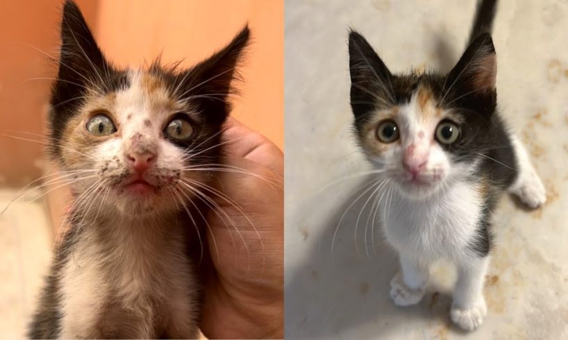 Street Cat Rescue: Before and After - The Yass House