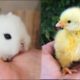 AWW SO CUTE! Cutest baby animals Videos Compilation Cute moment of the Animals - Cutest Animals #20
