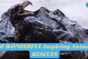 🦈20 WONDERFUL Inspiring Animal RESCUES