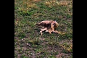 3 cheetah cubs vs baby impala | #shorts #facts #animals