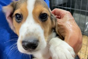 4,000 beagles: Historic transport spares dogs from animal testing