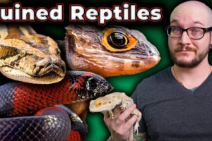 5 Reptiles That YouTubers Have Destroyed Forever!