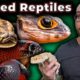 5 Reptiles That YouTubers Have Destroyed Forever!