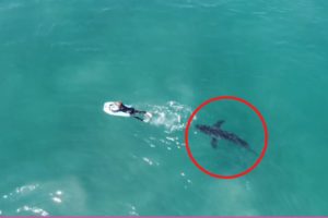 6 Shark Encounters You Can't Imagine