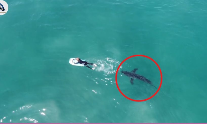 6 Shark Encounters You Can't Imagine