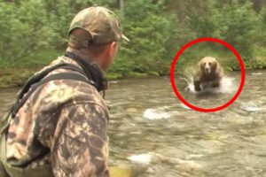 8 Bear Encounters You Really Shouldn't Watch