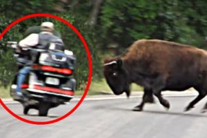 8 Bison Encounters You Won't Believe Happened