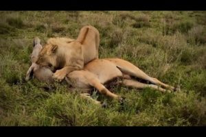 A Merciless Lion Choking An Eland to Death 😭😭 एक निर्दयी शेर एक एलैंड को मौत के घाट उतार रहा है