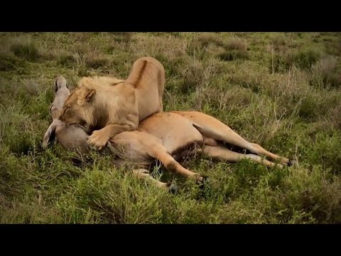 A Merciless Lion Choking An Eland to Death 😭😭 एक निर्दयी शेर एक एलैंड को मौत के घाट उतार रहा है