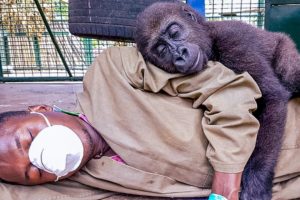 A Photo Of A Rescued Gorilla And Her Caretaker Became Photo Of The Year