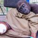 A Photo Of A Rescued Gorilla And Her Caretaker Became Photo Of The Year