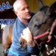 ARABIAN HORSE RESCUED FROM a KILL PEN ~ (2nd Chiro Adjustment)