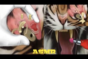 [ASMR] Animal 🐅Rescue|| Removing 🐛Worms From Helpless 🐯tiger eye care & 🦷Tooth Filling animation ||