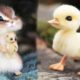 AWW SO CUTE! Cutest baby animals Videos Compilation Cute moment of the Animals - Cutest Animals #5
