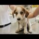 Abandoned sick puppy rescued just in time