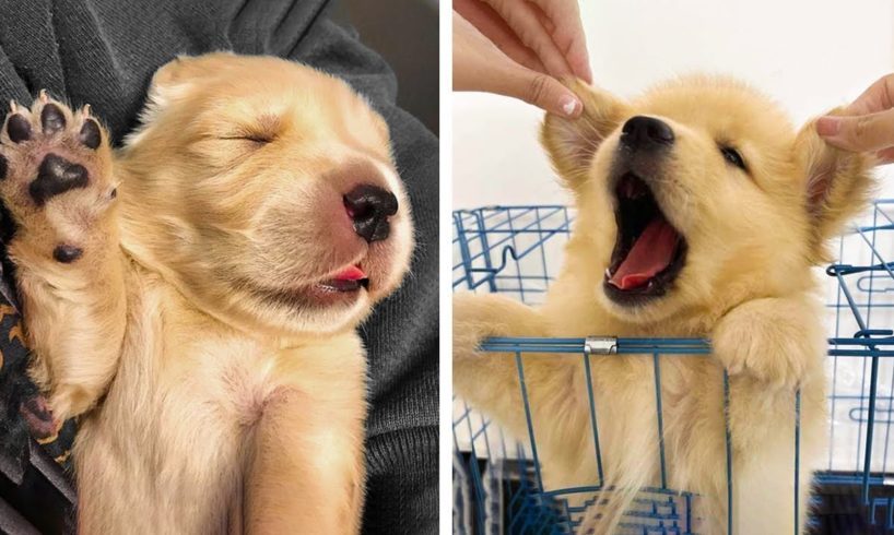 😍Adorable Golden Puppy  Will Make Your Day Better 🐶🐶| Cutest Puppies