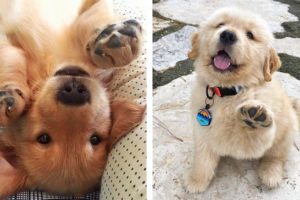 Adorable Golden Puppy that Will Make Your Day🐶 🥰| Cute Puppies