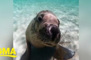 Adorable sea lion gives diver the cutest puppy dog-eyed stare l GMA