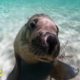 Adorable sea lion gives diver the cutest puppy dog-eyed stare l GMA