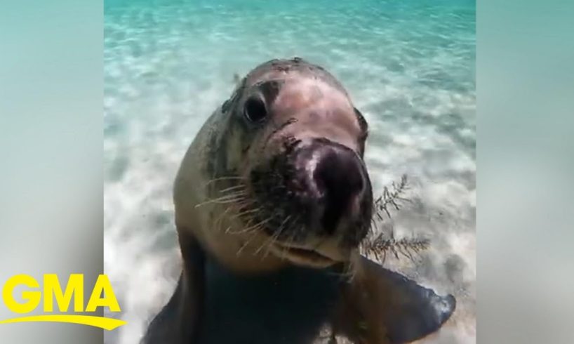 Adorable sea lion gives diver the cutest puppy dog-eyed stare l GMA