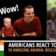 Amazing Animal Rescues in India || Animal Aid Unlimited || अद्भुत पशु बचाव || हिंदी उपशीर्षक