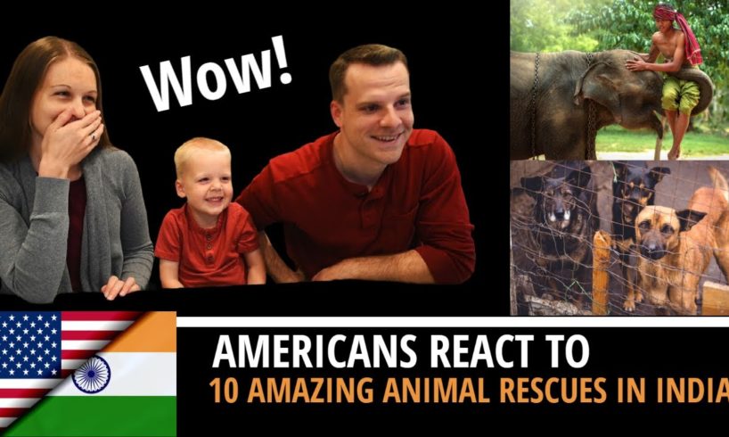 Amazing Animal Rescues in India || Animal Aid Unlimited || अद्भुत पशु बचाव || हिंदी उपशीर्षक