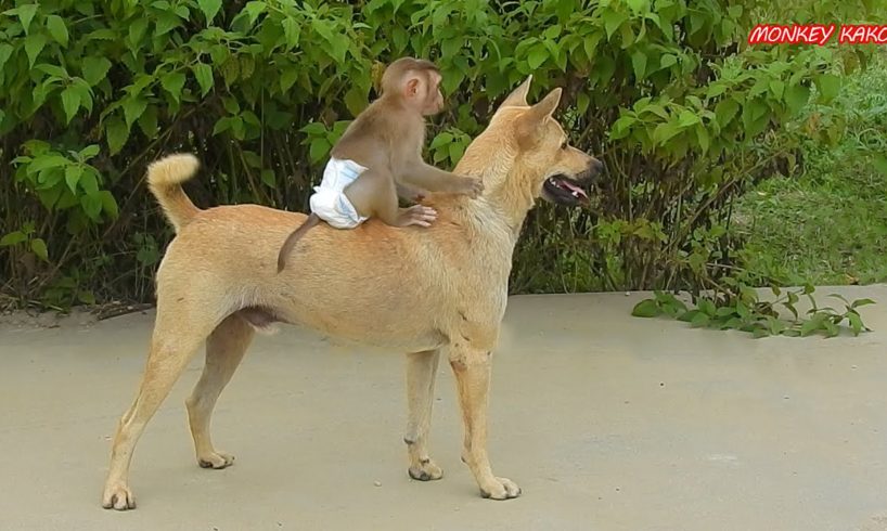Amazing Animals, Baby Monkey Luna Play And Riding Puppy MoMo