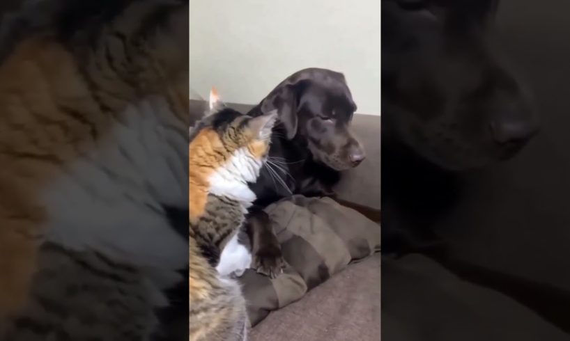 Amazing Cute CatsπΉFunny Fail ops Moments Viral Clips #shorts π|| #trending #animals #funny #reels