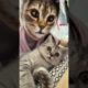 Amazing Finny Cats Fail ops Moments Viral Clips #shorts Video😹|| #trending #animals #funny #reels
