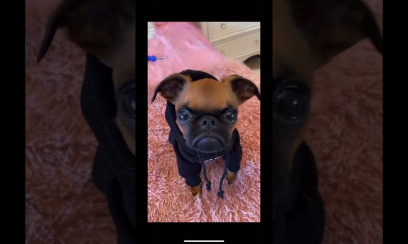 Angel Brussels Griffon Cutest Puppy Tiktok (Puppy Dresses Up)