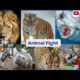 Animal Fight Video in hindi . जानवरों की सबसे खतरनाख लड़ाई । Animals fight .
