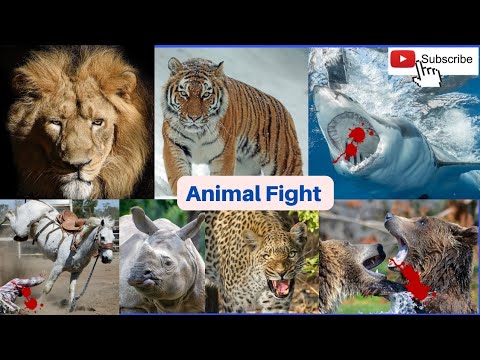 Animal Fight Video in hindi . जानवरों की सबसे खतरनाख लड़ाई । Animals fight .