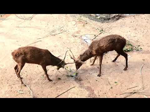 Animal Fights Caught on Camera | Deer fights | Animal Attack on other