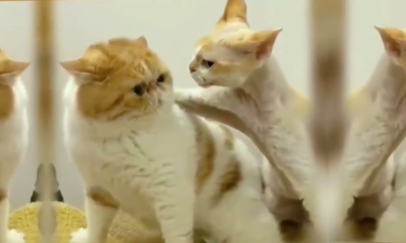 Animal Fights //dog, cat, rat,