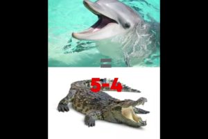 Animal Fights#1 Dolphens VS Alligators