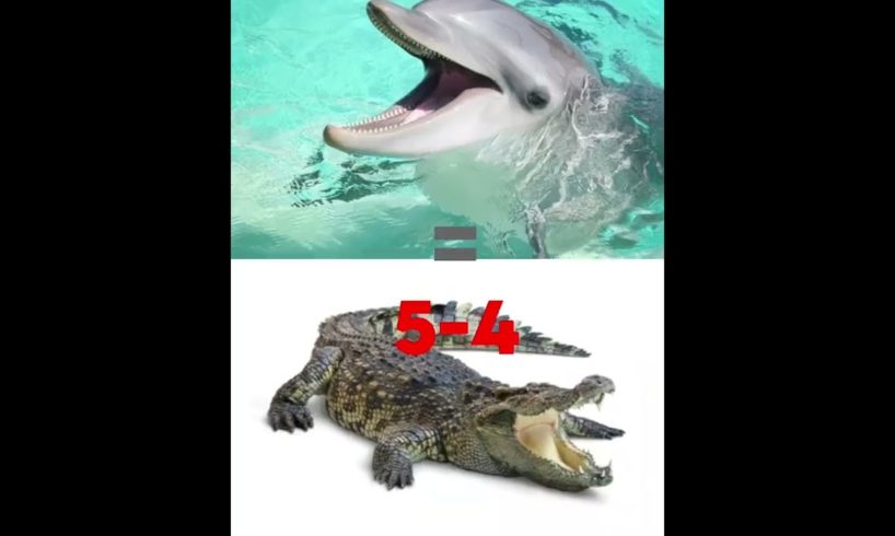 Animal Fights#1 Dolphens VS Alligators