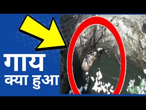 Animal Rescue Motivational videos | Amazing Facts | GK Hindi| #shorts #viral